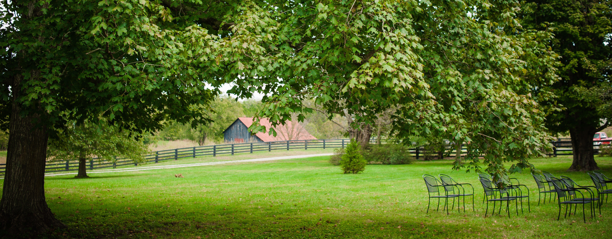 view of trees in yard